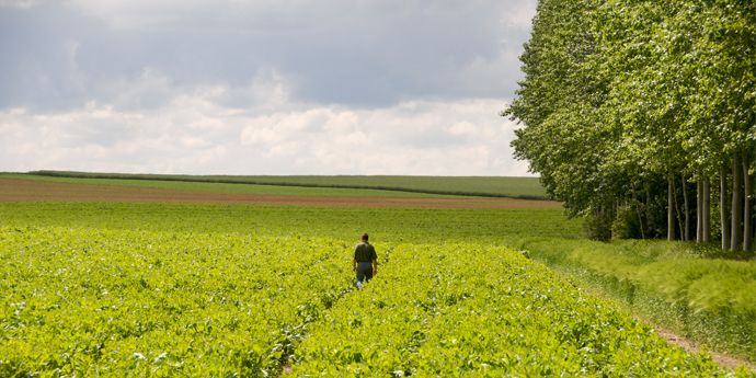 Pesticidas ilegais e falsificados