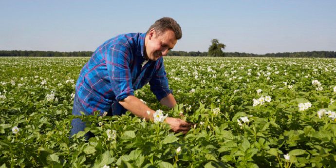 Potato-flowering-field-zorvec