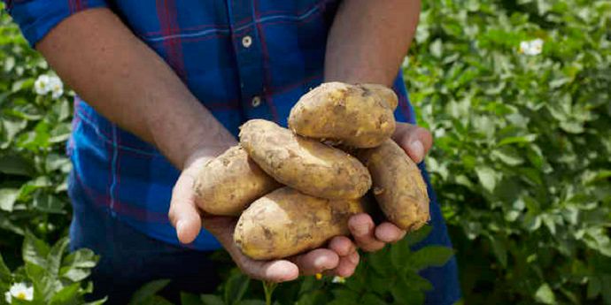 Potatoes