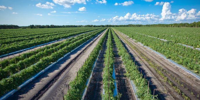 control-tomato-disease-and-pests-with-summer-field-sanitation-dupont-usa