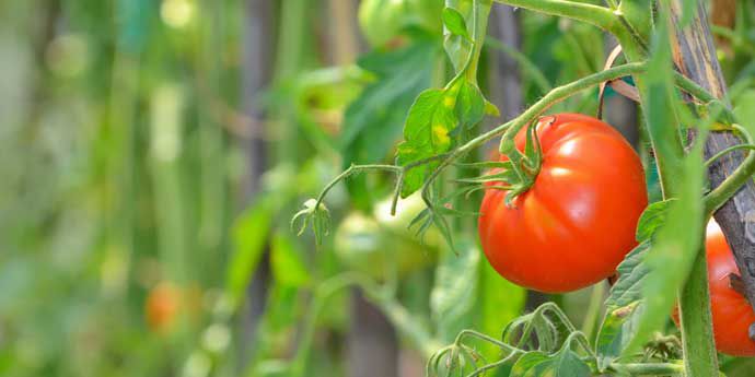 Lannate_L_Insecticida