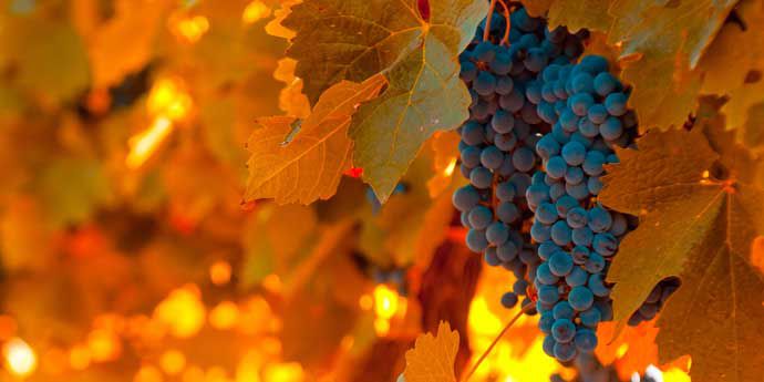 Milgold_Pro_Fungicida