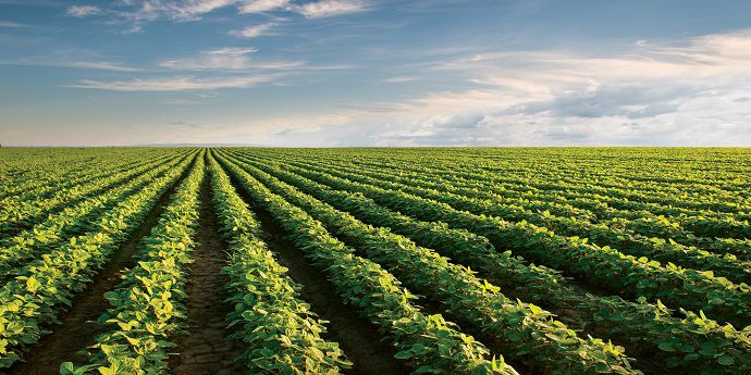 Crop Protection | DuPont Crop Protection – South Africa | DuPont South ...