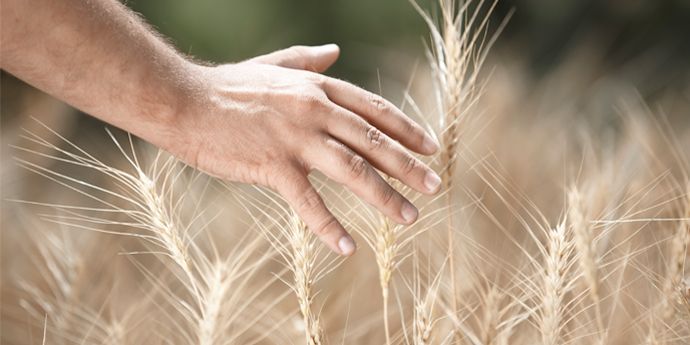 un agricoltore attento ed orgoglioso del proprio lavoro ispeziona il campo di grano prossimo alla raccolta. Con la mano in primo piano accarezza una spiga