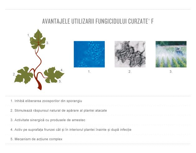 Avantajele utilizarii fungicidului Curzate® F