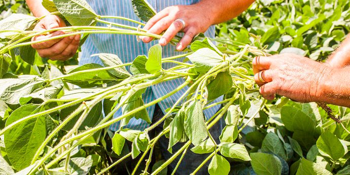 Foliar Health Basics: Soybean Rust Control | DuPont USA